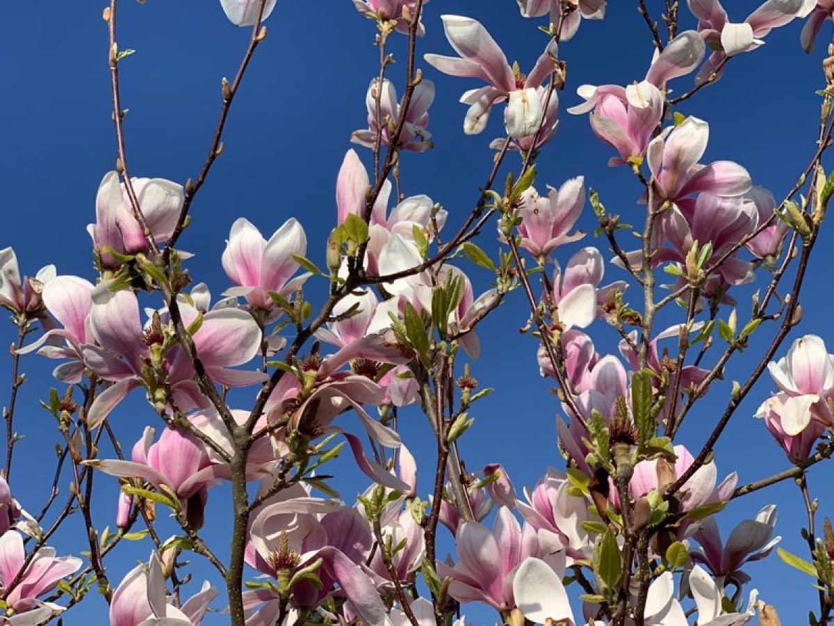 Images for Tudor Road, Doddington Park, Lincoln