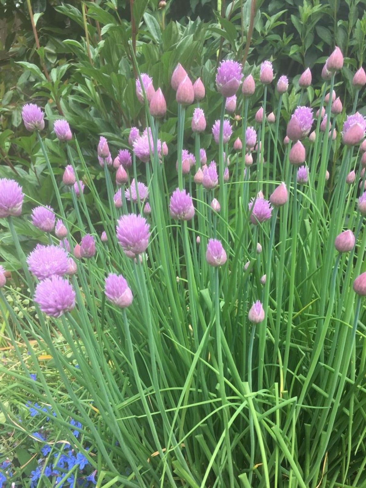 Images for Tudor Road, Doddington Park, Lincoln